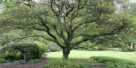 Chadwick Arboretum