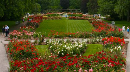 Park Of Roses At Whetstone Park