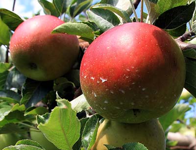 Ohio Grown Apples