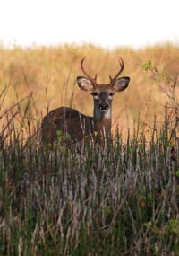 Deer at Headlands Beach Dunes