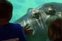 Toledo Zoo Hippo Cam