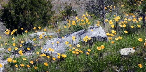 Lakeside Daisy