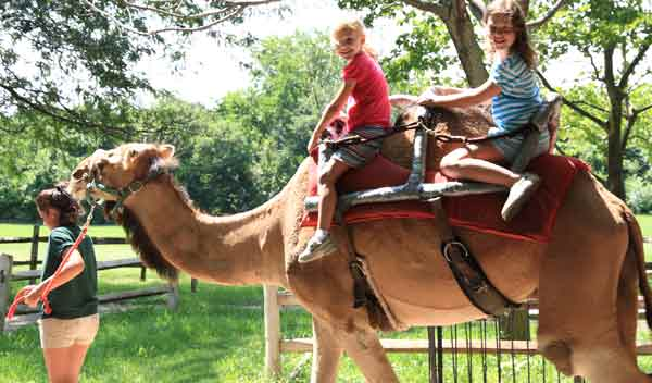 Camel Ride