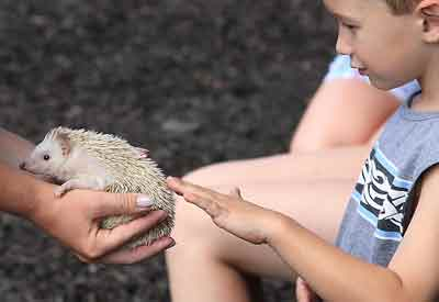 Hedge Hog