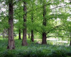 Schedel Arboretum