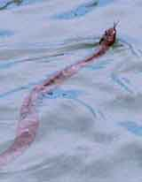 Water Snake