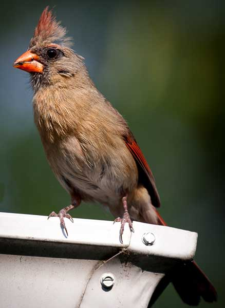 Female Cardinal